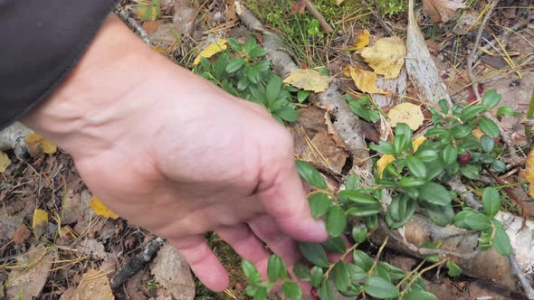A Hand Picking the Red Berries From the Plant in Espoo Finland