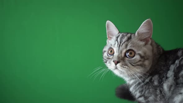 Scottish Cat Isolated On Chroma Key Green Screen Background