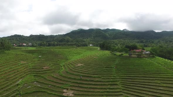 Aerial View of Rice Fields in the Philippines