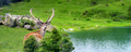Majestic male red deer in summer field on lake background. Animal in nature habitat - PhotoDune Item for Sale