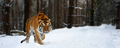 Closeup Adult Tiger in cold time. Tiger snow in wild winter nature - PhotoDune Item for Sale