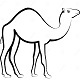Dromedary