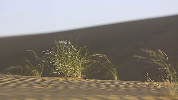 Dunes Of Thar Desert