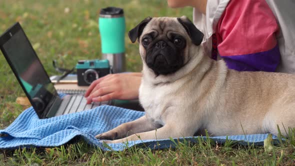 Girl Laying and Typing on Laptop on a Lawn with Her Pug Around