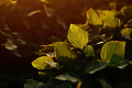 Green unripe soybean crops in summer sunset - PhotoDune Item for Sale
