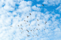 Flock of pigeons flying across the blue sky on sunny autumn day - PhotoDune Item for Sale