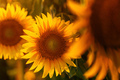 Beautiful sunflower flower heads blooming in cultivated field in summer - PhotoDune Item for Sale