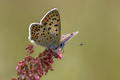 Sooty copper butterfly on dock - PhotoDune Item for Sale