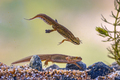 Pair of Palmate newt swimming in natural aquatic habitat - PhotoDune Item for Sale