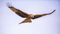 Flying red kite against blue sky - PhotoDune Item for Sale