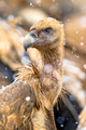 Griffon vulture portrait - PhotoDune Item for Sale