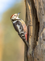 Middle spotted woodpecker - PhotoDune Item for Sale