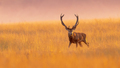 Male red deer displaying at sunset  in natural habitat on Veluwe - PhotoDune Item for Sale