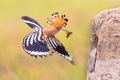 Two Eurasian hoopoe perched on branch with crest - PhotoDune Item for Sale
