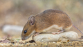 yellow-necked mouse on rock - PhotoDune Item for Sale