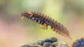 Common newt amhibian in freshwater habitat - PhotoDune Item for Sale