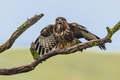 Common buzzard drying wings on tree - PhotoDune Item for Sale