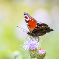 Colorful European Peacock Butterfly on Thistle - PhotoDune Item for Sale