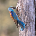 European roller perched on nesting tree - PhotoDune Item for Sale