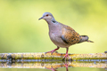 Turtle dove perched on stick - PhotoDune Item for Sale