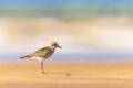 Black-bellied plover on beach - PhotoDune Item for Sale