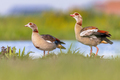 Egyptian goose bird couple alerted - PhotoDune Item for Sale