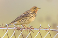 Red-throated pipit migratory bird - PhotoDune Item for Sale