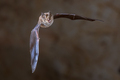 Greater horseshoe bat flying - PhotoDune Item for Sale