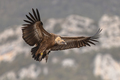Griffon vulture flying and landing - PhotoDune Item for Sale