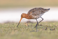 Black Tailed Godwit with Bright Background - PhotoDune Item for Sale