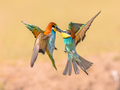 Bee Eater fighting on blurred background - PhotoDune Item for Sale