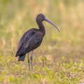 Glossy ibis foraging in grassland - PhotoDune Item for Sale