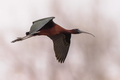 Glossy ibis flying in habitat - PhotoDune Item for Sale