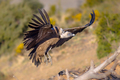 Griffon vulture flying and landing - PhotoDune Item for Sale