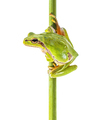 European tree frog on white background - PhotoDune Item for Sale