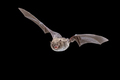 Daubentons bat flying on dark background - PhotoDune Item for Sale