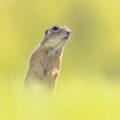 European Ground Squirrel Looking at Camera - PhotoDune Item for Sale
