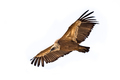 Griffon vulture flying on white background - PhotoDune Item for Sale