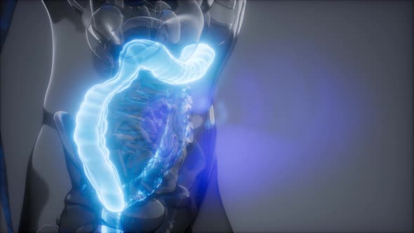 Human Colon Radiology Exam alt