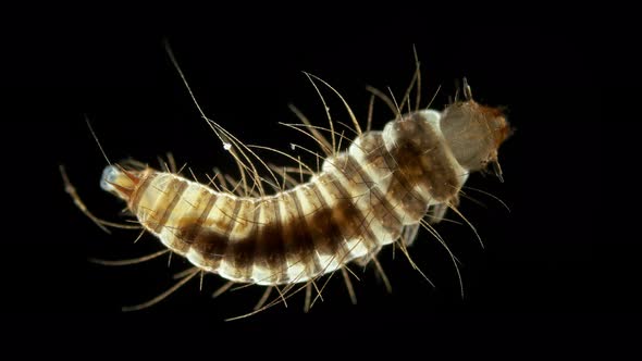 Larva of beetle Dermestes lardarius under a microscope, of family Dermestidae