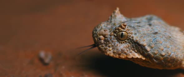 Extreme close up of horned viper snake taking out its tongue while moving.