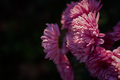 Purple chrysanthemums autumn garden. A flower bed in bright sunlight - PhotoDune Item for Sale