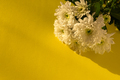 White chrysanthemums yellow background flat lay - PhotoDune Item for Sale