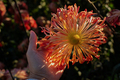 Orange pastel chrysanthemums. - PhotoDune Item for Sale