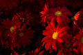 Red chrysanthemums autumn garden - PhotoDune Item for Sale