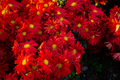 Red chrysanthemums autumn garden - PhotoDune Item for Sale