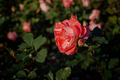 Pink roses garden. - PhotoDune Item for Sale