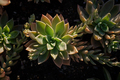 Succulents garden close-up - PhotoDune Item for Sale
