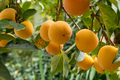 Ripe persimmon on a tree. - PhotoDune Item for Sale
