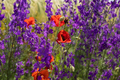 Delphinium poppies flowers in a field close-up. - PhotoDune Item for Sale
